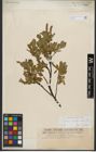 Foto von Salix waldsteiniana Willd.